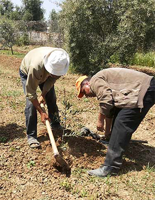 dia de la tierra en palestina